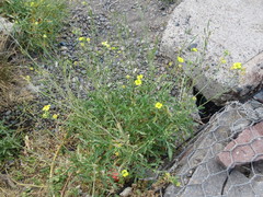 Diplotaxis tenuifolia