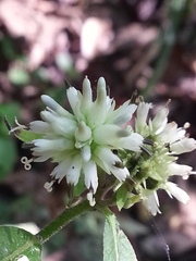 Verbesina walteri