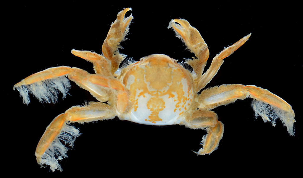 Grooved Mussel Crab