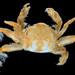 Grooved Mussel Crab - Photo (c) smithsonian_marinegeo, some rights reserved (CC BY-NC-SA), uploaded by smithsonian_marinegeo