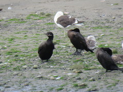 Nannopterum brasilianum