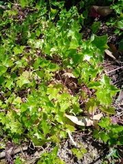 Delairea odorata