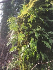 Polypodium glycyrrhiza