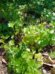 Delairea odorata