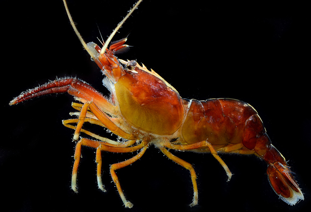 Stout Coastal Shrimp