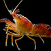 Stout Coastal Shrimp - Photo (c) smithsonian_marinegeo, some rights reserved (CC BY-NC-SA), uploaded by smithsonian_marinegeo