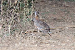 Lepus victoriae