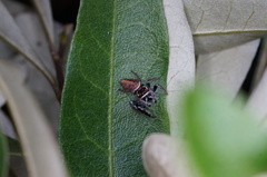 Opisthoncus nigrofemoratus