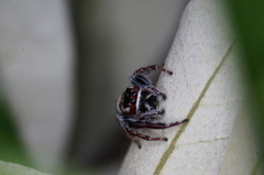 Opisthoncus nigrofemoratus