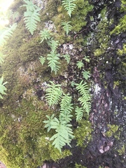 Polypodium glycyrrhiza