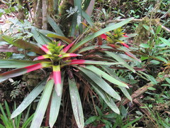 Guzmania squarrosa