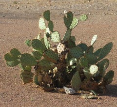 Opuntia engelmannii engelmannii