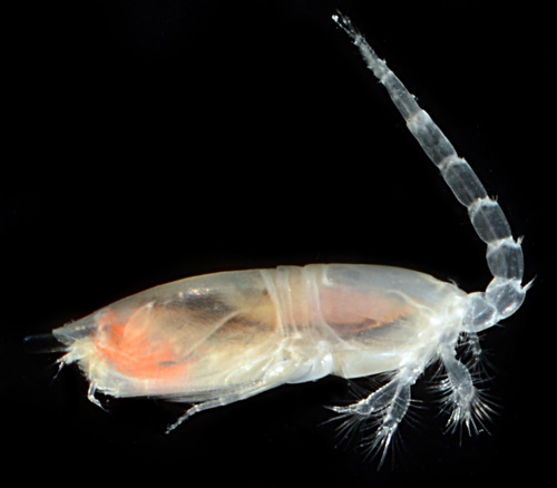 Diastylopsis