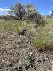 Erigeron pumilus intermedius