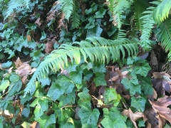 Polystichum munitum