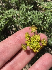 Lomatium grayi