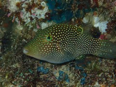 Canthigaster punctatissima