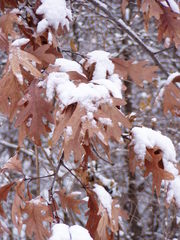 Quercus alba