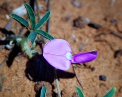 Galactia heterophylla