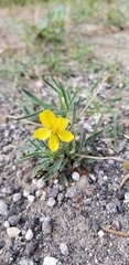 Senna pumilio
