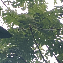 Pometia pinnata