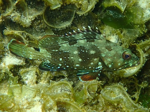 Starry Grouper