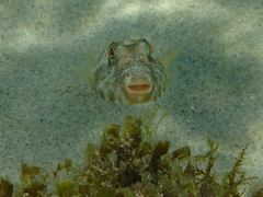 Sphoeroides lobatus