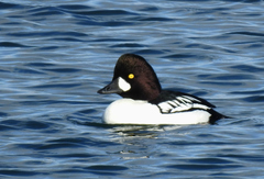 Bucephala clangula × islandica