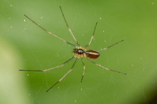 Dana Sheet-web Micro-weaver