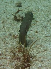 Heteroconger digueti