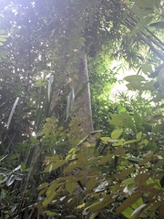 Pometia pinnata