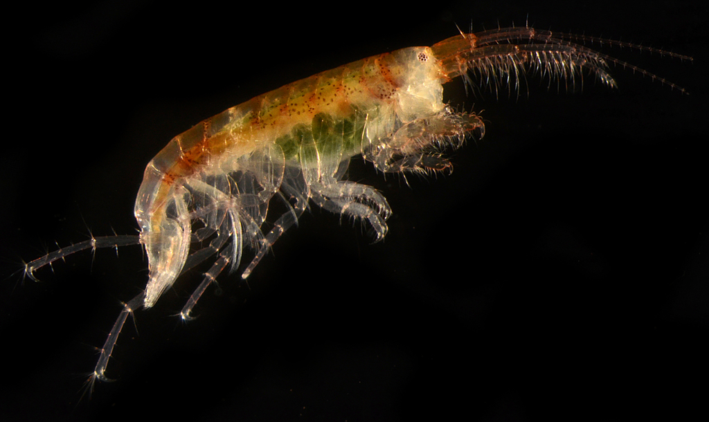 Aoroides