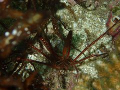 Stenorhynchus debilis