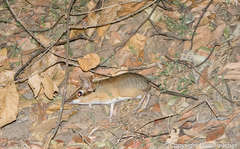 Petrodromus tetradactylus