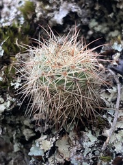 Parodia concinna
