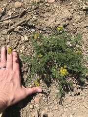 Lomatium grayi