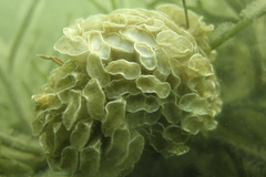 Australaria australasia