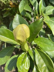 Solandra