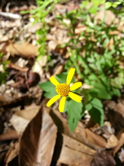 Acmella oppositifolia