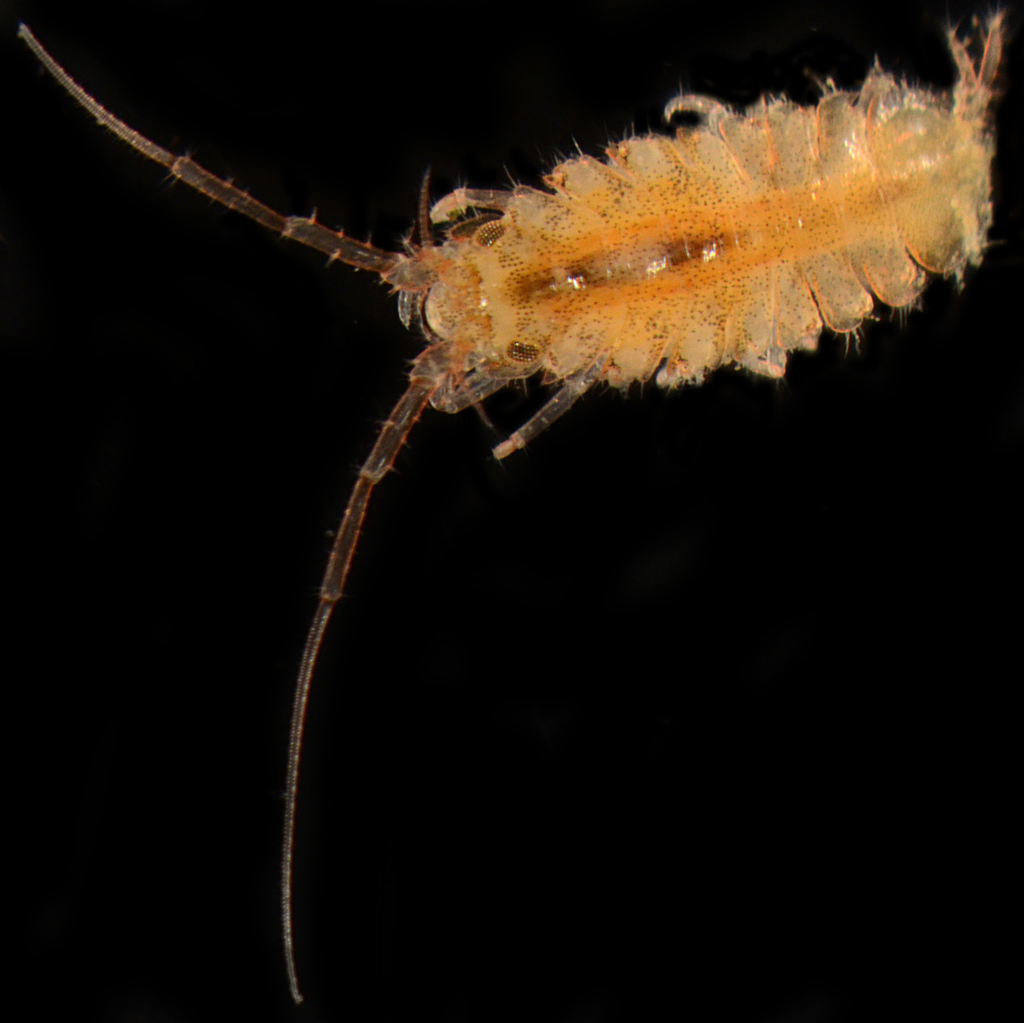 Janiridae