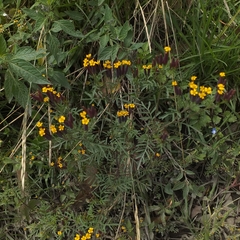 Tagetes multiflora