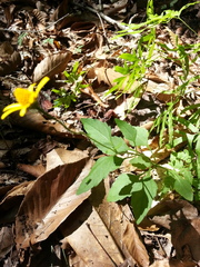 Acmella oppositifolia
