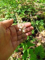 Tiarella austrina