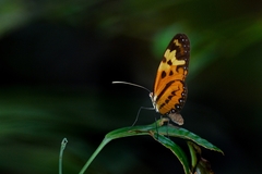 Mechanitis polymnia angustifascia