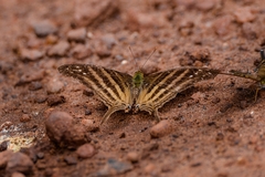 Marpesia chiron