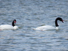 Cygnus melancoryphus