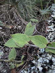 Oxypetalum