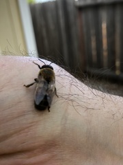 Apis mellifera