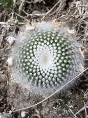 Parodia scopa
