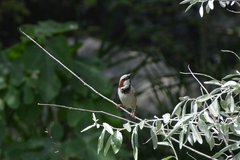 Passer domesticus